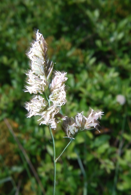 Poacea - Dactylis glomerata sl.
